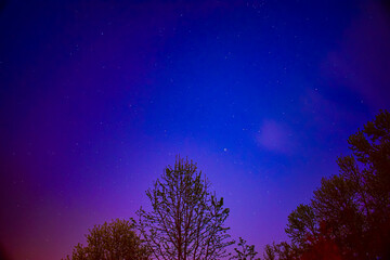 Fototapeta na wymiar night sky with trees