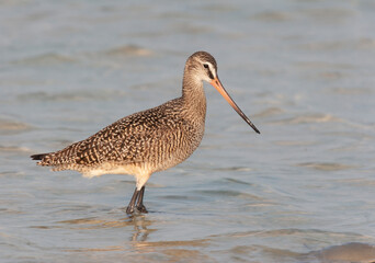 Marbled Godwit on Beach