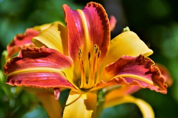 red and yellow flower