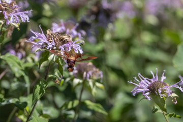 Hummingbird or Clear Wing Moth