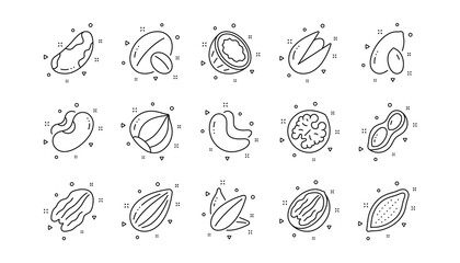 Fototapeta na wymiar Hazelnut, Almond nut and Peanut. Nuts and seeds line icons. Sunflower seeds, Brazil nut, Pistachio icons. Walnut, Coconut and Cashew nuts. Linear set. Geometric elements. Quality signs set. Vector