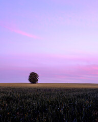 The Lone Tree of Wheely Down in the Meon Valley, Hampshire