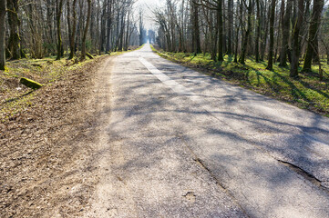 Forest Trail. A road in the woods. A forest alley. Old beautiful trees.