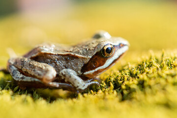 toad on the grass