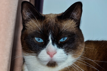 close up of a cat