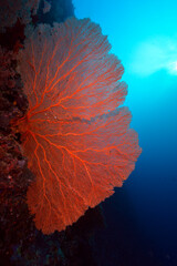 Naklejka na ściany i meble Diving Palau Sea Fan