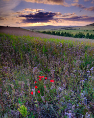 Sunset over thistles and poppies in the Meon Valley, Hampshire, UK