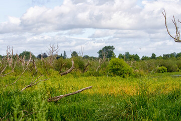 Marshes