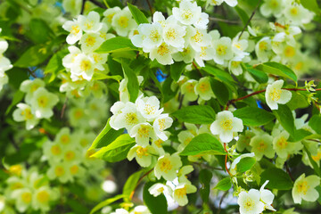 White flowers jasmine, Jasminum. Philadelphus or mock-orange
