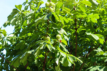 Obraz premium Green prickly chestnuts hanging on a tree, green chestnuts