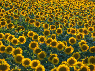 a lot of sunflowers in the field in rows
