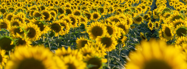panoramic view of yellow sunflowers in rows in field in summer day
