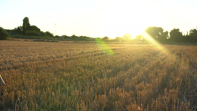 lambs grazing at the meadows in summer as sun sets, by01