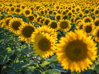 Fototapeta premium rows of sunflower in close up view on the field in summer day