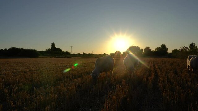 lambs grazing at the meadows in summer as sun sets, back light, by01