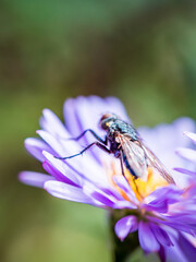 Blue fly's wing and leg sitting on a flower