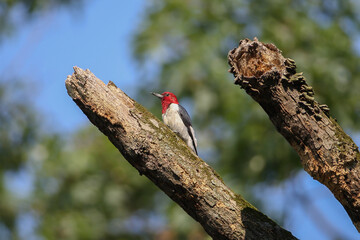 red headed woodpecker on a branch
