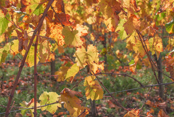 vineyards. autumn colors