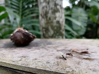 insects eating fruit