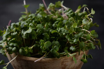 Radish Sprouts in wooden bowl.Japanese or oriental radish and true daikon.