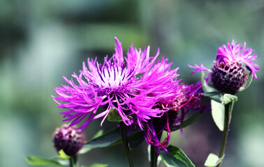 Purple flowers of cornflowers natural green blurred background