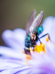 Closeup of an anther and a fly