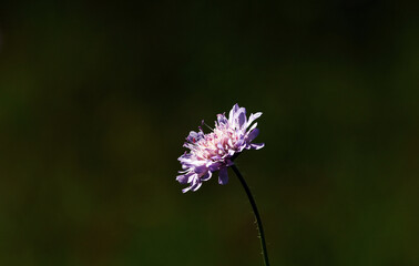 Purple flowers of cornflowers natural green blurred background
