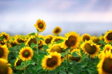 Fototapeta premium .Sunflowers on a cloudy day