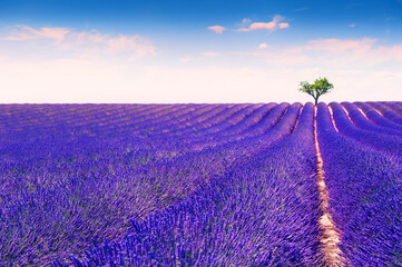 Lavender fields near Valensole, Provence, France. Beautiful summer landscape. Lonely tree among blooming lavender flowers