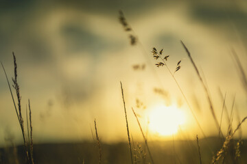 Wild grass in the forest at sunset. Macro image, shallow depth of field. Abstract summer nature background.