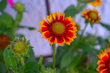 rot gelbe Frühlingsblume - Wachstum