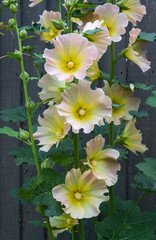 Hollyhock halo flowers close-up against wooden fence 3