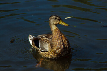 Beautiful wild duck swimming in the lake on the street, duck in the water
