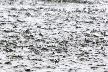 Water surface with ripples and water plants.