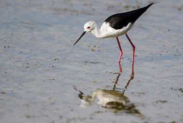 Black-winged Stilt - Himantopus himantopus, beautiful long-legged water bird from European marshes and swamps, Sri Lanka.