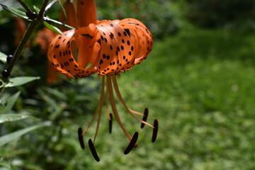 
An orange lily from the garden