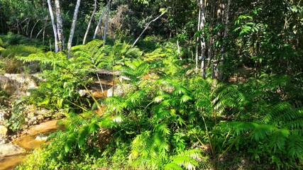 Obraz premium Jungle