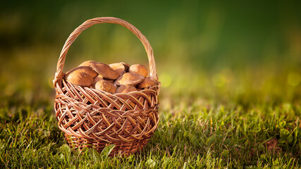Fototapeta na wymiar Vintage wicker basket with edible mushrooms from the forest close up on the background of green grass with a blur