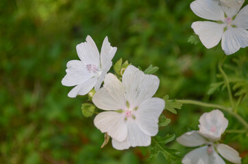 weiße zarte Frühlingsblume