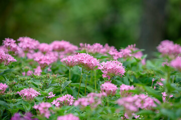 Pink pentas flower, star flower