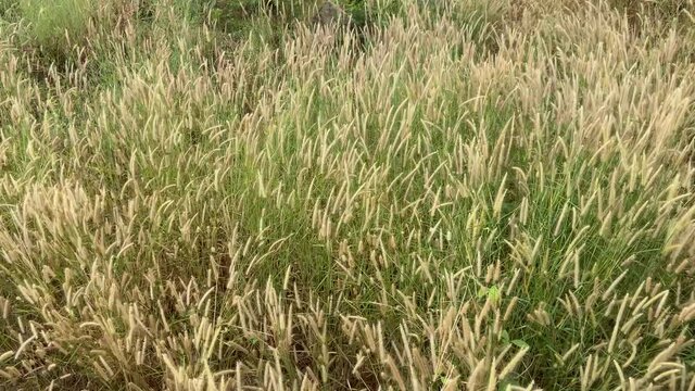 Desho grass flowers field with the wind above