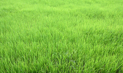 Obraz premium Green young rice field texture with the wind blowing