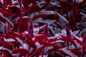 Beautiful red amaranth flowers bright summer natural background