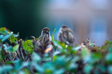 Nice close-up of a Sparrow. A small Sparrow is sitting on a green Bush