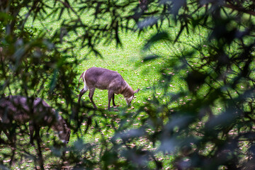 Cervo no meio do pasto verde