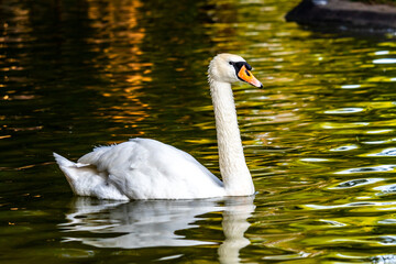 Father swan swimming on the lake.
