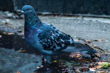 A beautiful grey pigeon is walking on the asphalt. Russian dove, Autumn landscape, acorn on the asphalt