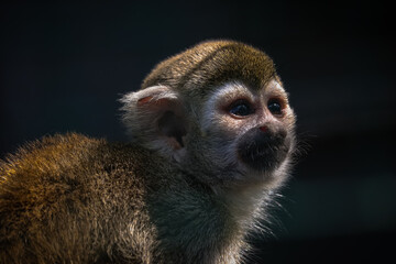 Portrait Of A Squirrel Monkey Close Up