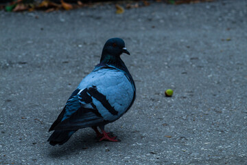 A beautiful grey pigeon is walking on the asphalt. Russian dove, Autumn landscape, acorn on the asphalt