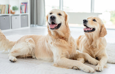 Golden retrievers lying on floor at home